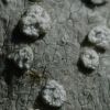 Pertusaria multipuncta